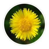 neotonics ingredients inulin & dandelion
