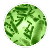 neotonics ingredients bacillus coagulans