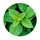 neotonics ingredients lemon balm