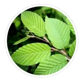 neotonics ingredients slippery elm bark