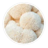 neotonics ingredients organic lion’s mane